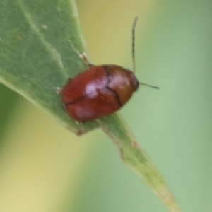 Ditropidus sp. (genus) at Fyshwick, ACT - 10 Feb 2021