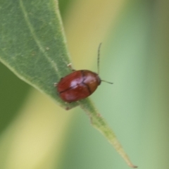 Ditropidus sp. (genus) at Fyshwick, ACT - 10 Feb 2021