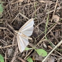 Hednota species near grammellus (Pyralid or snout moth) at Murrumbateman, NSW - 17 Feb 2021 by SimoneC