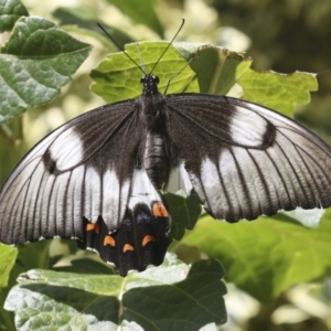 Papilio aegeus at Higgins, ACT - 15 Feb 2021