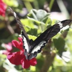 Papilio aegeus at Higgins, ACT - 15 Feb 2021 01:39 PM