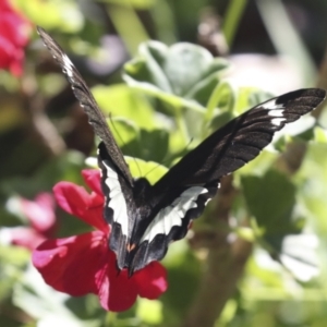 Papilio aegeus at Higgins, ACT - 15 Feb 2021