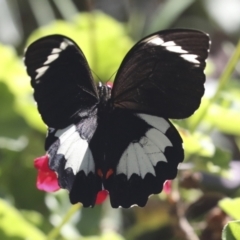 Papilio aegeus at Higgins, ACT - 15 Feb 2021 01:39 PM