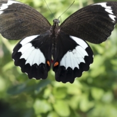 Papilio aegeus at Higgins, ACT - 15 Feb 2021