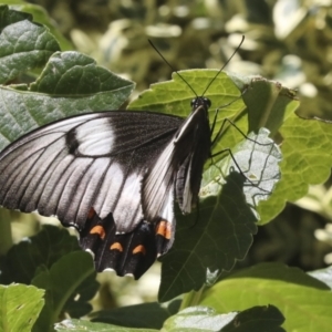 Papilio aegeus at Higgins, ACT - 15 Feb 2021 01:39 PM