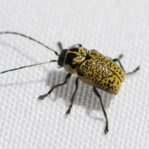 Aporocera (Aporocera) erosa at Fyshwick, ACT - 10 Feb 2021