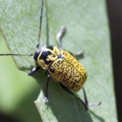 Aporocera (Aporocera) erosa at Fyshwick, ACT - 10 Feb 2021