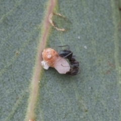 Unidentified Psyllid, lerp, aphid or whitefly (Hemiptera, several families) at Fyshwick, ACT - 10 Feb 2021 by AlisonMilton