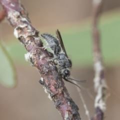 Mutillidae (family) (Unidentified 'velvet ant') at Fyshwick, ACT - 10 Feb 2021 by AlisonMilton