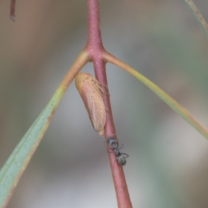 Ipoella sp. (genus) at Fyshwick, ACT - 10 Feb 2021