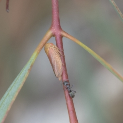 Ipoella sp. (genus) (Leafhopper) at Fyshwick, ACT - 10 Feb 2021 by AlisonMilton