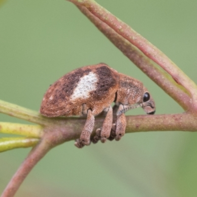 Gonipterus pulverulentus (Eucalyptus weevil) at Fyshwick, ACT - 10 Feb 2021 by AlisonMilton