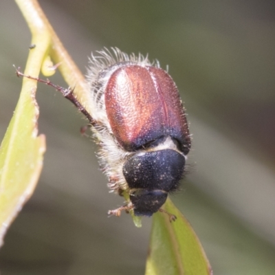 Liparetrus sp. (genus) (Chafer beetle) at Fyshwick, ACT - 10 Feb 2021 by AlisonMilton