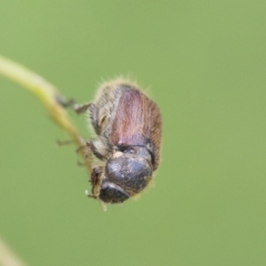Liparetrus sp. (genus) at Fyshwick, ACT - 10 Feb 2021