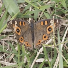 Junonia villida (Meadow Argus) at Fyshwick, ACT - 10 Feb 2021 by AlisonMilton