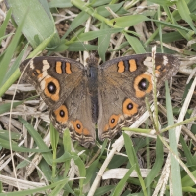 Junonia villida (Meadow Argus) at Fyshwick, ACT - 10 Feb 2021 by AlisonMilton