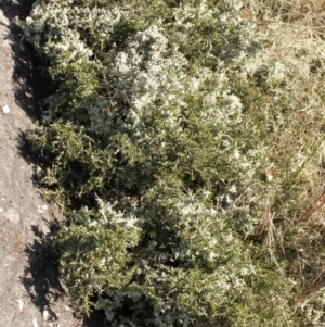 Melicytus angustifolius subsp. divaricatus at Cooleman, NSW - 7 Feb 2021
