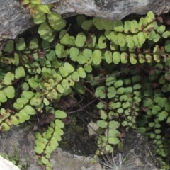 Asplenium trichomanes (Common Spleenwort) at Cooleman, NSW - 7 Feb 2021 by alexwatt