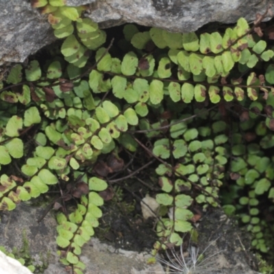 Asplenium trichomanes (Common Spleenwort) at Cooleman, NSW - 7 Feb 2021 by alexwatt