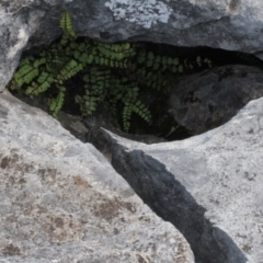 Asplenium trichomanes at Cooleman, NSW - suppressed