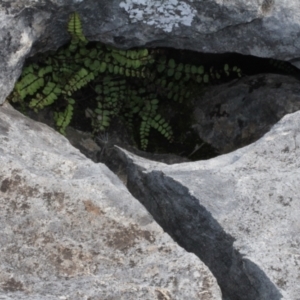 Asplenium trichomanes at Cooleman, NSW - suppressed