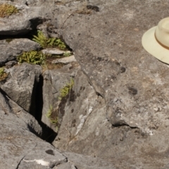 Asplenium trichomanes at Cooleman, NSW - suppressed