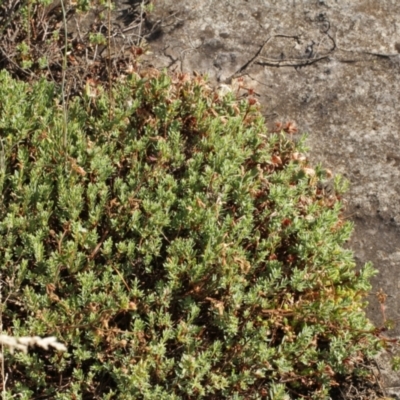 Pimelea linifolia (Slender Rice Flower) at Kosciuszko National Park - 7 Feb 2021 by alex_watt