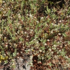 Pimelea linifolia at Cooleman, NSW - 7 Feb 2021 10:15 PM