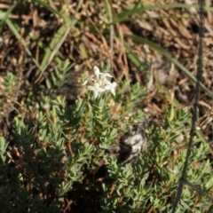 Pimelea linifolia at Cooleman, NSW - 7 Feb 2021 10:15 PM