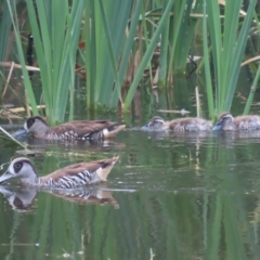 Malacorhynchus membranaceus (Pink-eared Duck) at Fyshwick, ACT - 17 Feb 2021 by roymcd