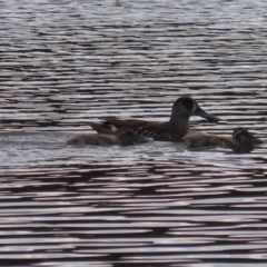 Malacorhynchus membranaceus at Fyshwick, ACT - 17 Feb 2021