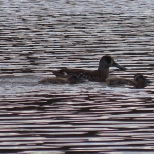 Malacorhynchus membranaceus at Fyshwick, ACT - 17 Feb 2021