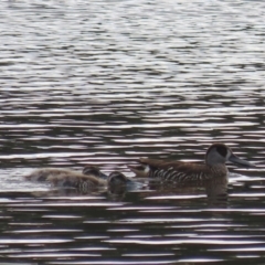 Malacorhynchus membranaceus at Fyshwick, ACT - 17 Feb 2021