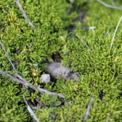 Unidentified Lichen, Moss or other Bryophyte at Cooleman, NSW - 7 Feb 2021 by alexwatt