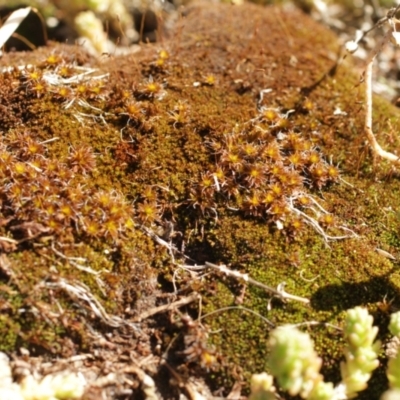 Polytrichum at Kosciuszko National Park - 7 Feb 2021 by alex_watt