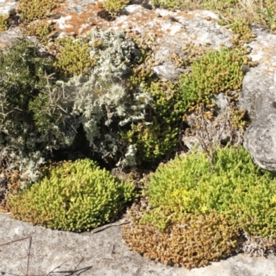 Sedum acre (Goldmoss Stonecrop) at Kosciuszko National Park - 7 Feb 2021 by alex_watt