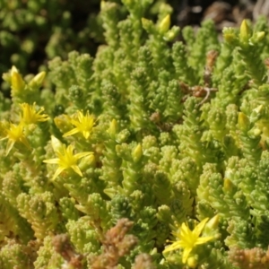 Sedum acre at Cooleman, NSW - 7 Feb 2021