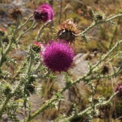 Carduus nutans (Nodding Thistle) at Kosciuszko National Park - 7 Feb 2021 by alex_watt