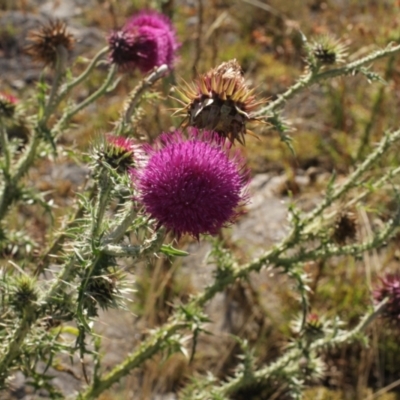 Carduus nutans (Nodding Thistle) at Cooleman, NSW - 7 Feb 2021 by alexwatt