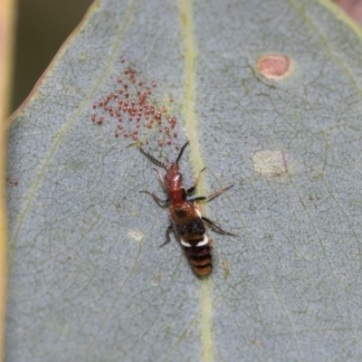 Carphurus sp. (genus) (Soft-winged flower beetle) at Fyshwick, ACT - 10 Feb 2021 by AlisonMilton