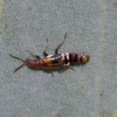 Carphurus sp. (genus) at Fyshwick, ACT - 10 Feb 2021 03:40 PM