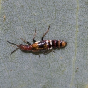 Carphurus sp. (genus) at Fyshwick, ACT - 10 Feb 2021 03:40 PM