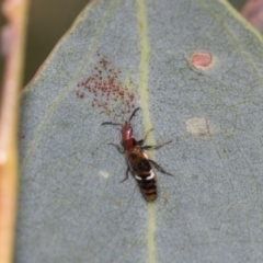 Carphurus sp. (genus) at Fyshwick, ACT - 10 Feb 2021