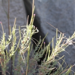 Epilobium sp. (A Willow Herb) at Cooleman, NSW - 7 Feb 2021 by alexwatt