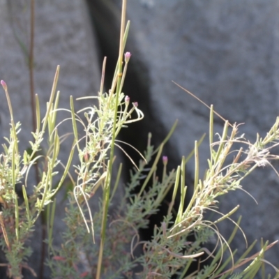 Epilobium sp. (A Willow Herb) at Kosciuszko National Park - 7 Feb 2021 by alex_watt