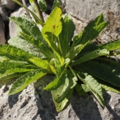 Verbascum virgatum (Green Mullein) at Kosciuszko National Park - 7 Feb 2021 by alex_watt