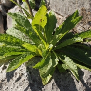 Verbascum virgatum at Cooleman, NSW - 7 Feb 2021