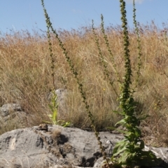 Verbascum virgatum at Cooleman, NSW - 7 Feb 2021