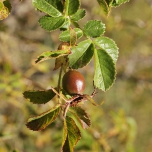 Rosa rubiginosa at Cooleman, NSW - 7 Feb 2021