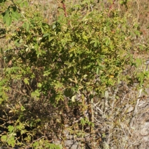 Rosa rubiginosa at Cooleman, NSW - 7 Feb 2021